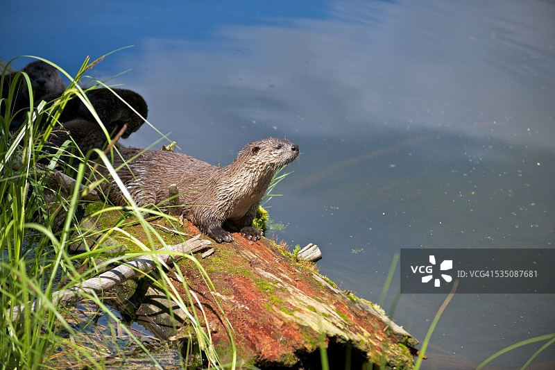 野生动物图片素材