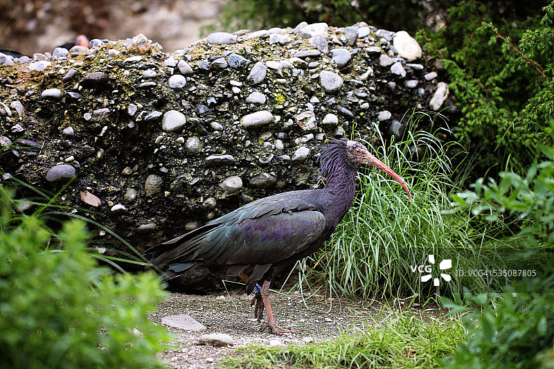 野生动物图片素材