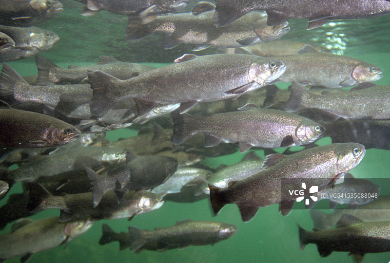 纽约水族馆的太平洋鲑鱼图片素材