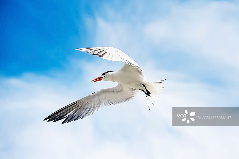 野生动物图片素材