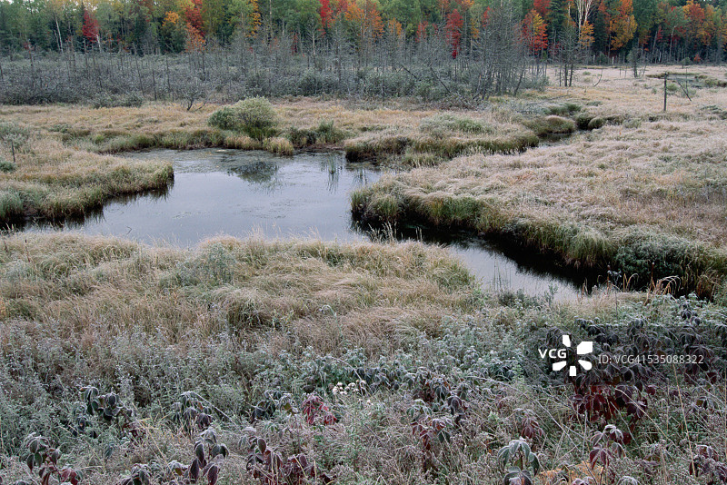 海厄瓦萨国家森林的沼泽图片素材