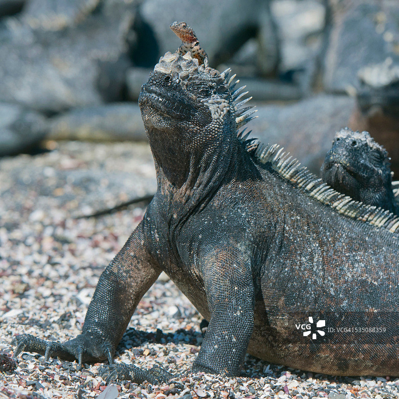 野生动物图片素材