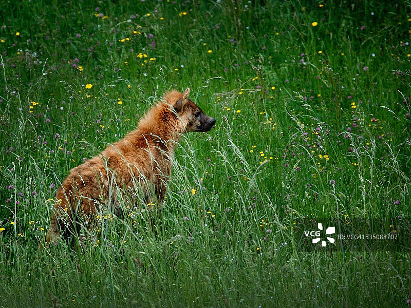 野生动物图片素材
