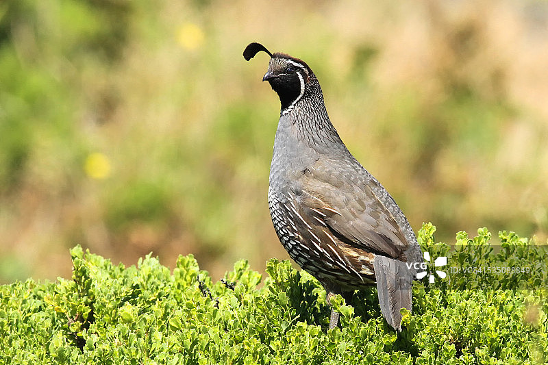 野生动物图片素材