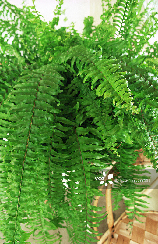 波士顿蕨类植物特写图片素材