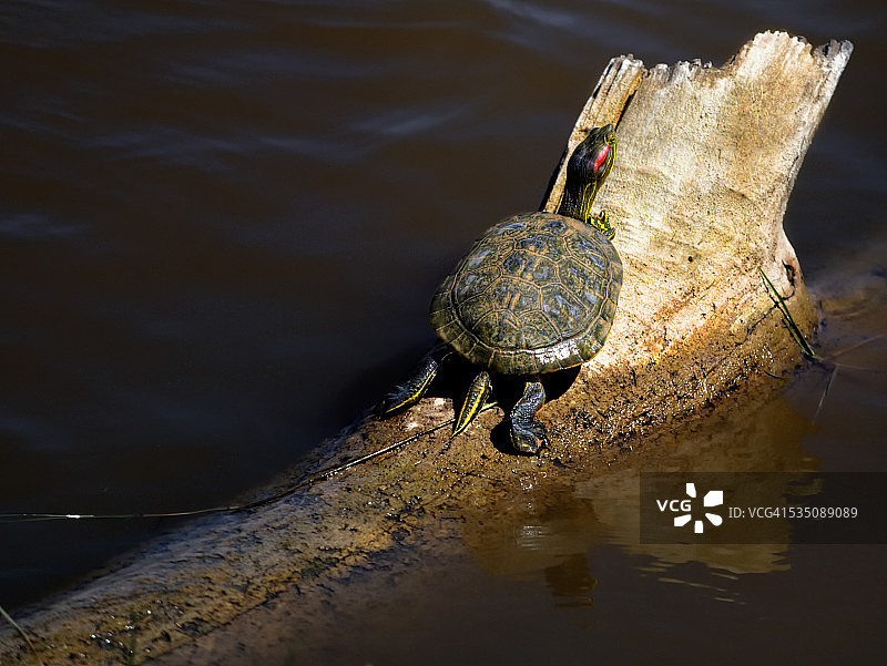 野生动物图片素材