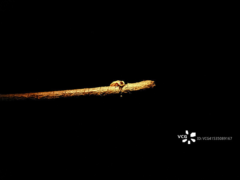 野生动物图片素材