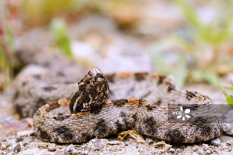 野生动物图片素材