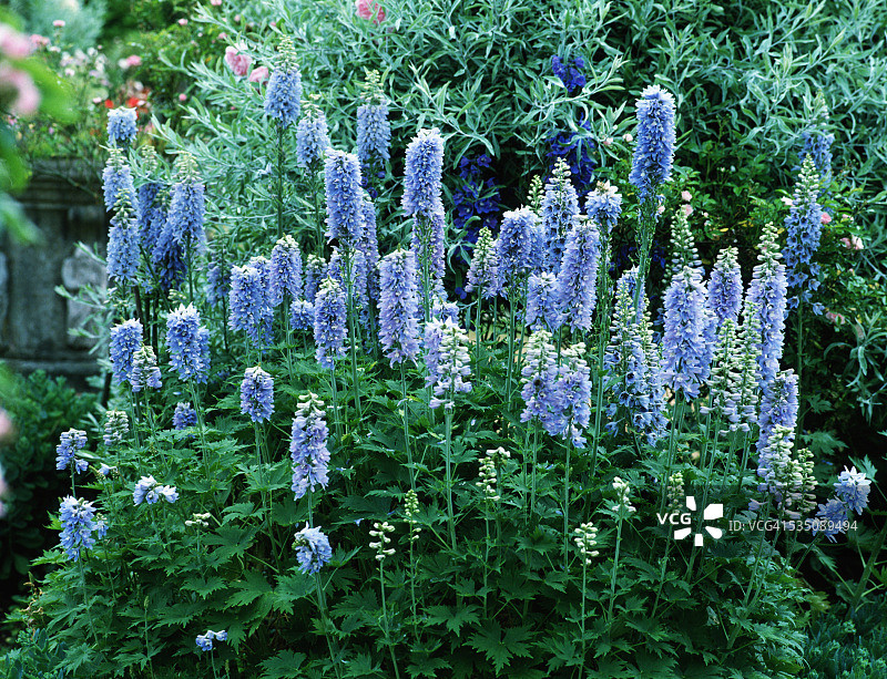 翠雀花图片素材