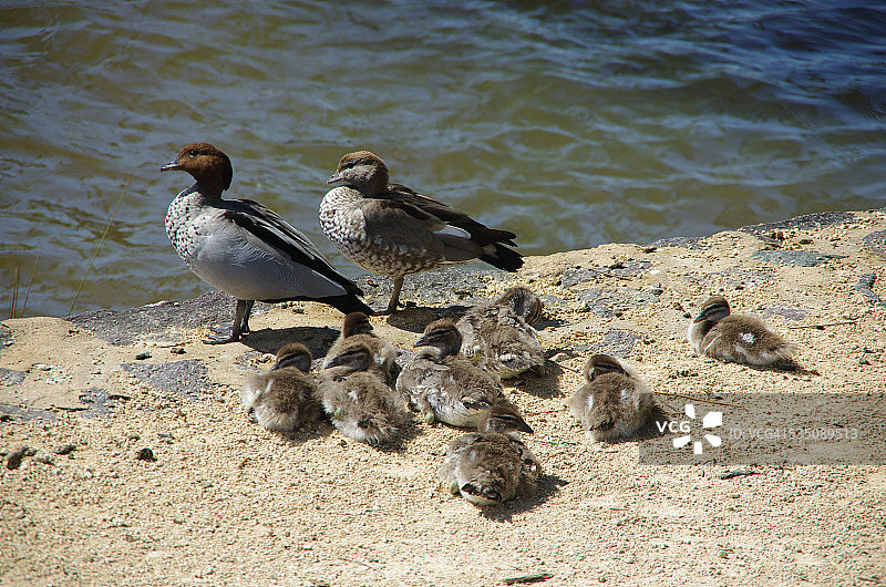 野生动物图片素材