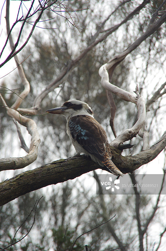 野生动物图片素材