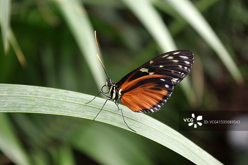 野生动物图片素材