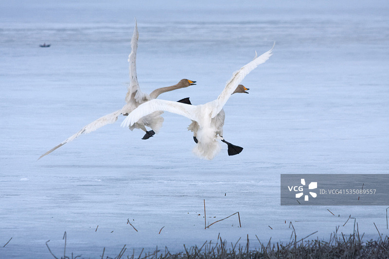 野生动物图片素材