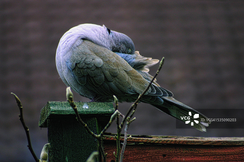 野生动物图片素材