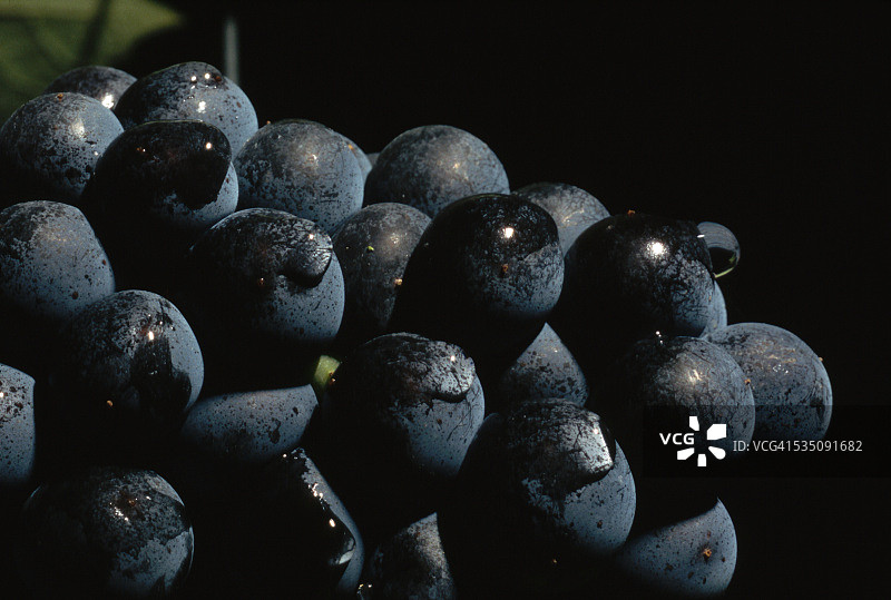 赤霞珠葡萄图片素材