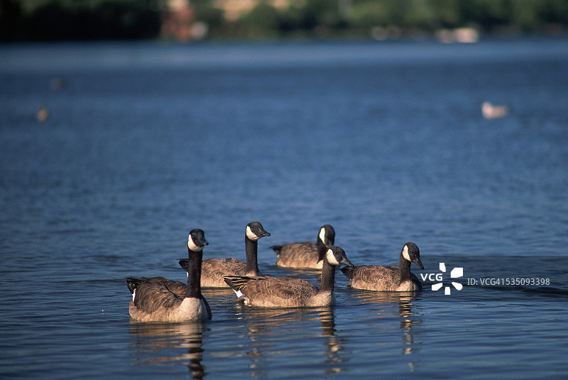 贝米吉湖上的加拿大雁图片素材