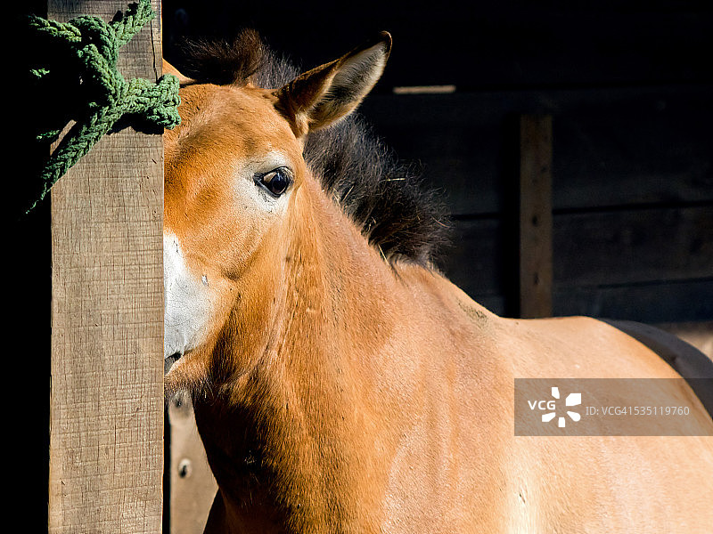 普氏野马图片素材
