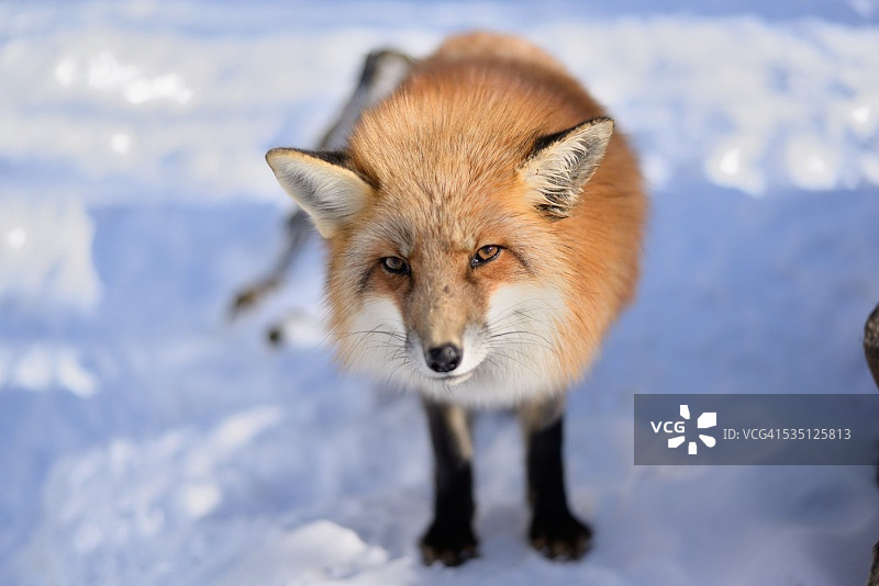 可爱的红狐图片素材