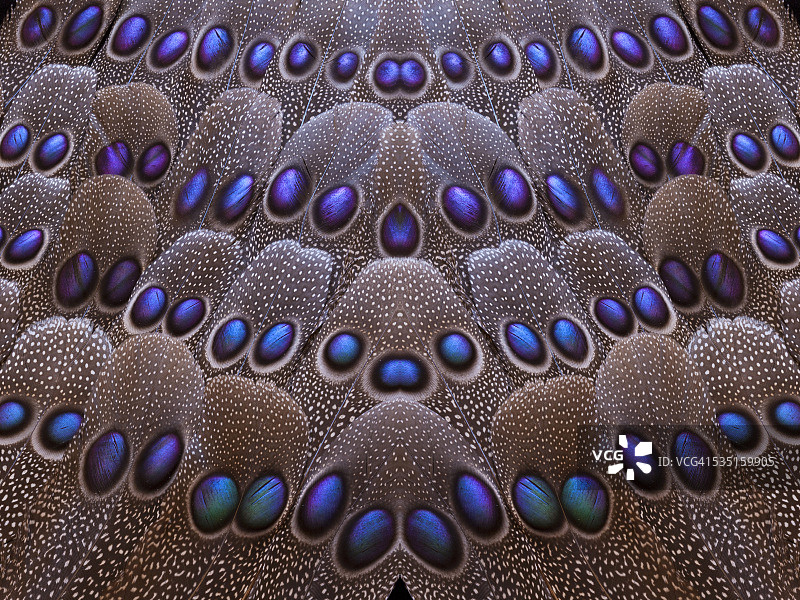 灰色孔雀尾羽图案设计图片素材