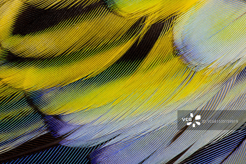 东方玫瑰鹦鹉羽毛设计图片素材