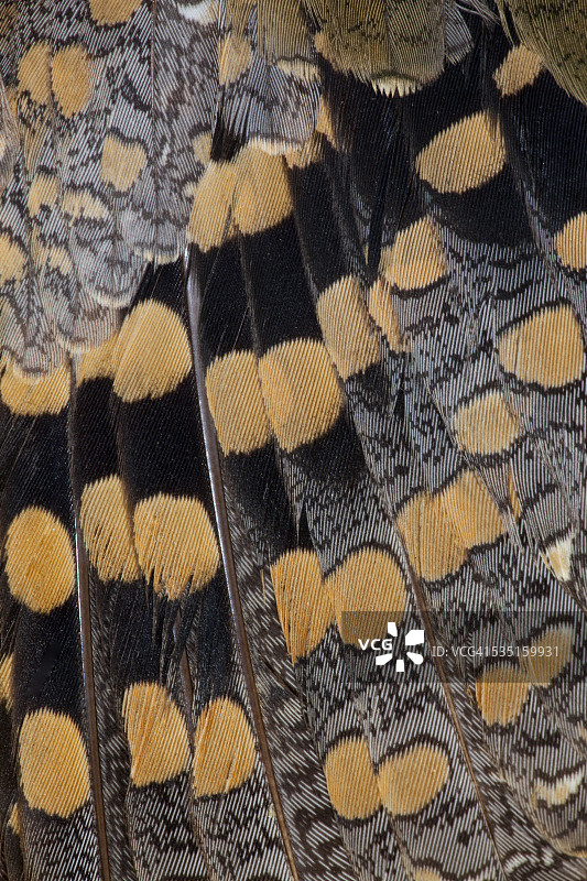 彩鹬羽毛设计图片素材