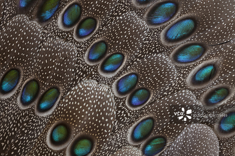 灰色孔雀尾羽设计图片素材