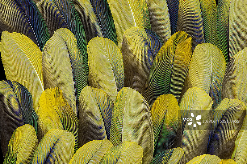 太阳金康鹦鹉的羽毛设计图片素材