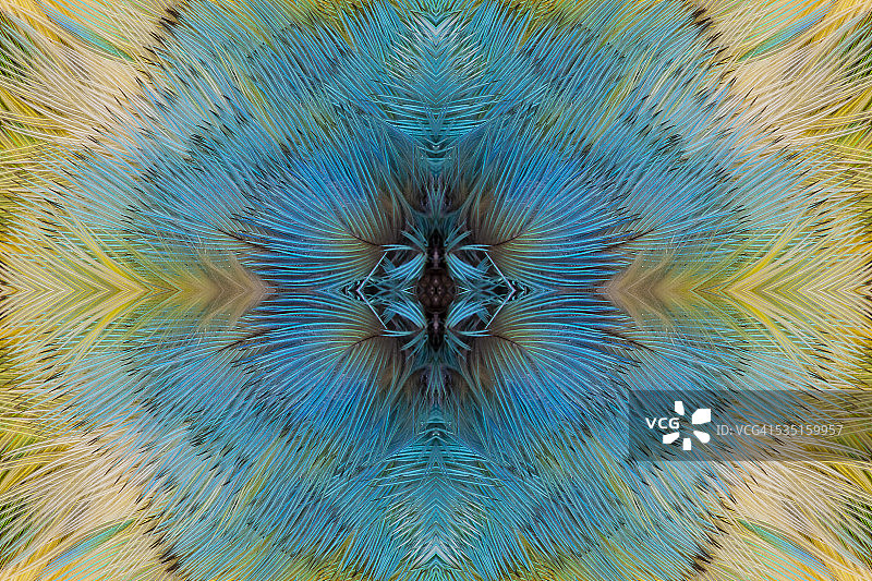 丁香头鹦鹉的羽毛万花筒图片素材