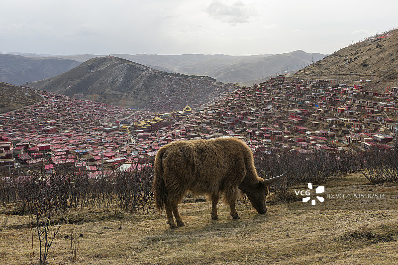 牦牛和喇荣寺五明佛学院图片素材