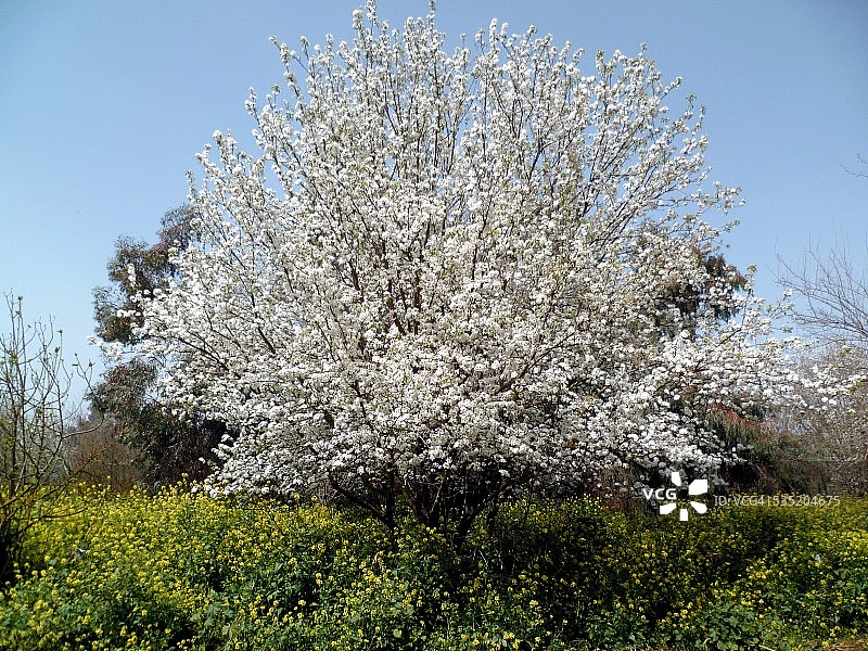 胡拉谷地的苹果树花图片素材