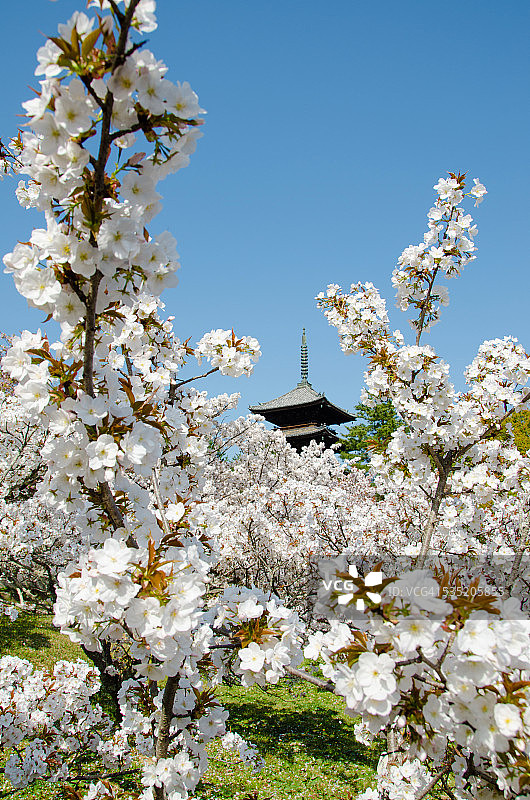 日本京都樱花季的仁和寺图片素材