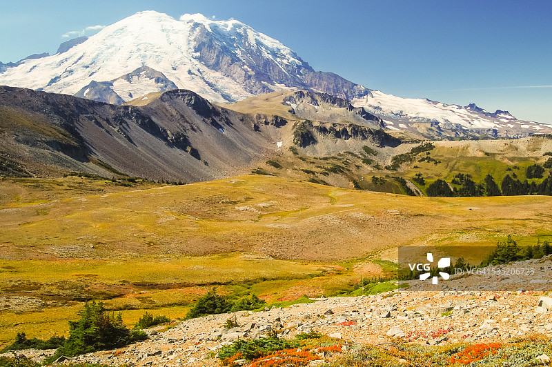 雷尼尔山与高山草甸图片素材