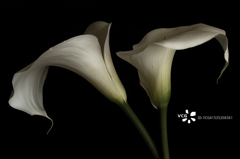 一对白色马蹄莲图片素材