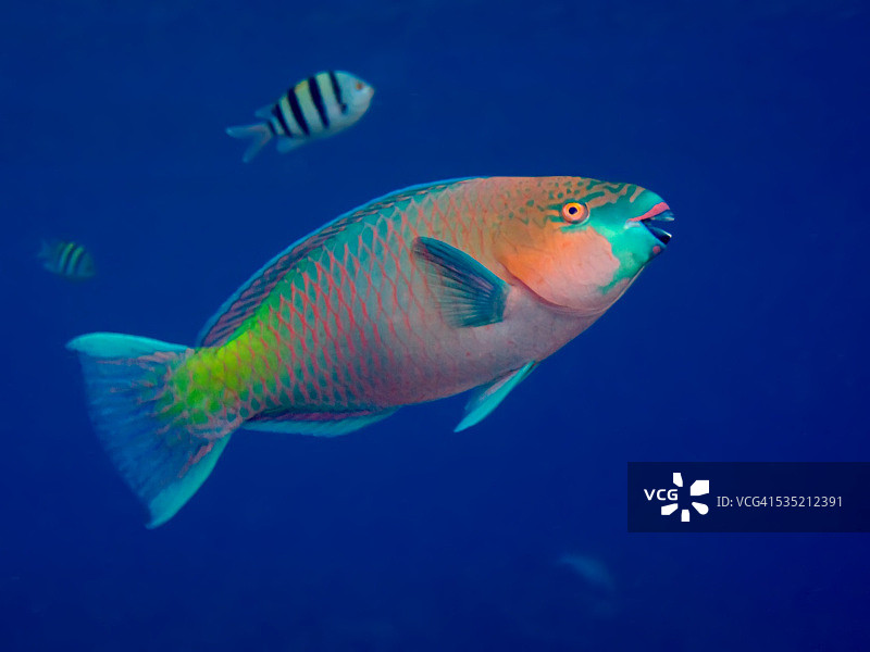 鹦鹉鱼图片素材