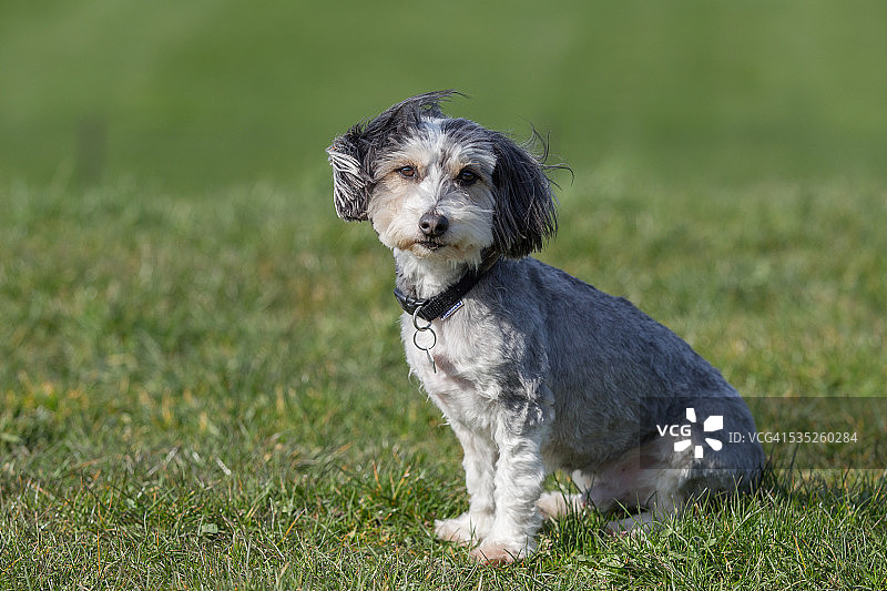 刚修剪过的梗犬图片素材