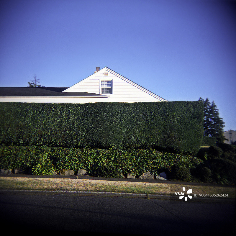 绿色树篱图片素材