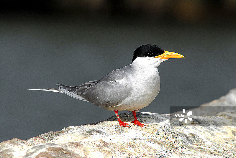 印度河燕鸥图片素材