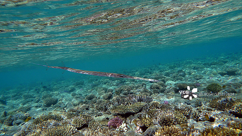 沙姆沙伊赫（埃及红海）的海龙和珊瑚图片素材
