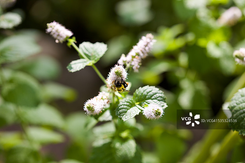 苹果薄荷花上的蜜蜂图片素材