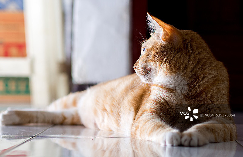 回头的橙色姜黄色猫图片素材