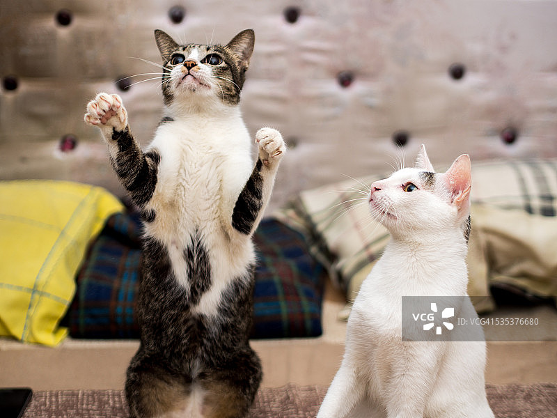 好奇站立的黑白猫图片素材