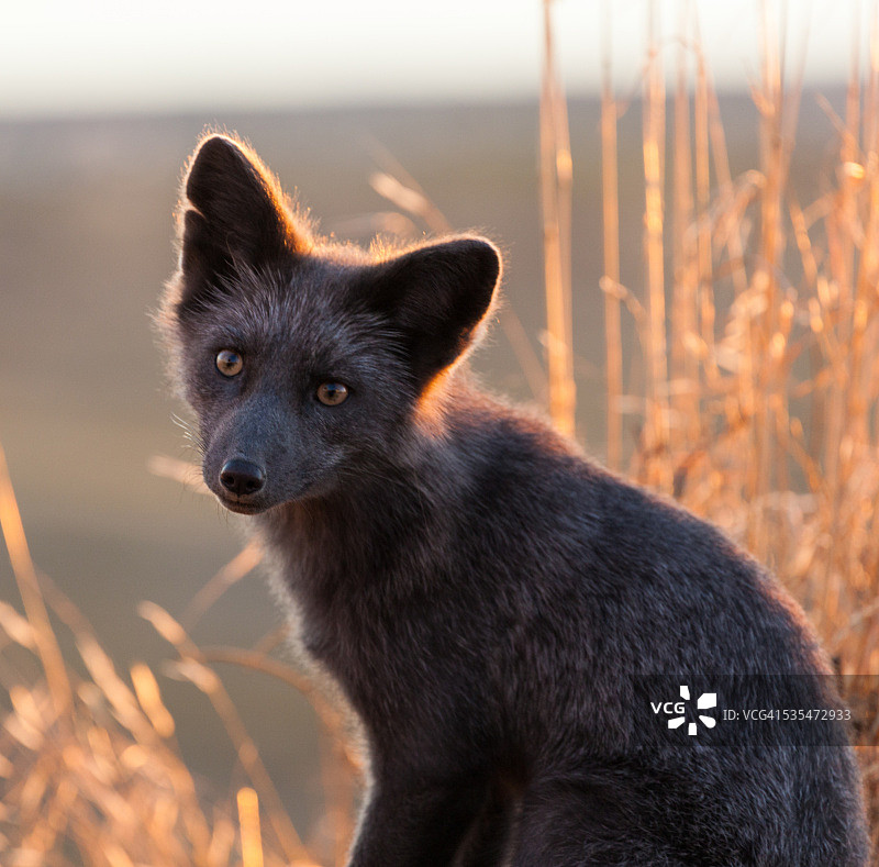 日落时分背景为草地的灰狐图片素材
