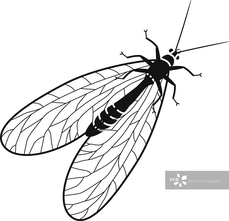 黑白飞行的脉翅目昆虫矢量图图片素材