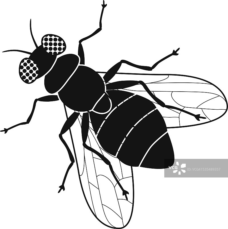 苍蝇俯视图（黑白矢量图）图片素材