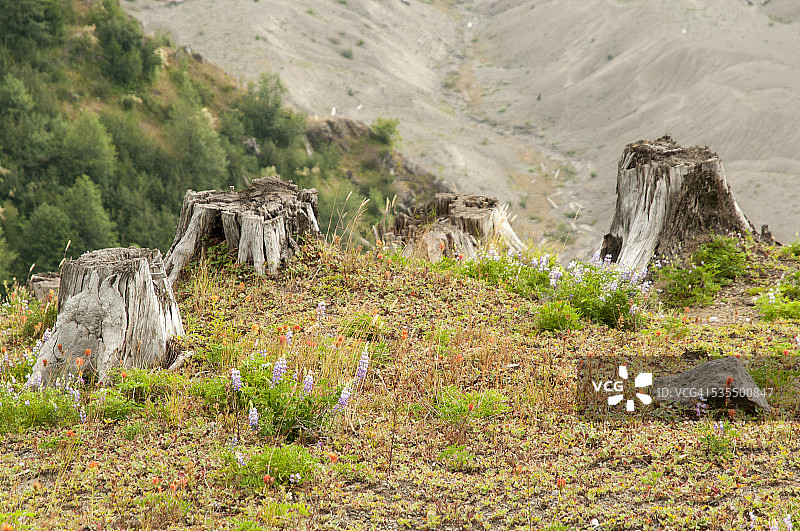 火山摧毁后的自然恢复图片素材