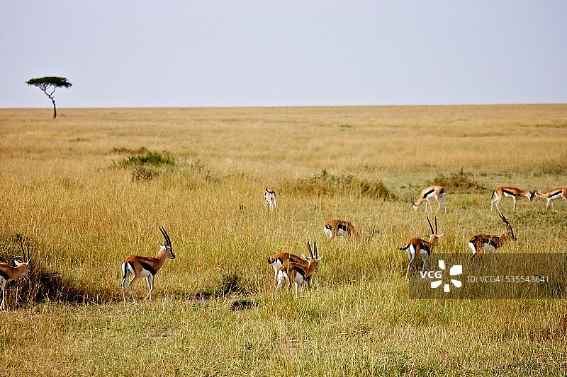 汤普森的羚羊群图片素材