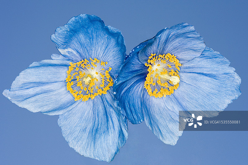 绿绒蒿图片素材