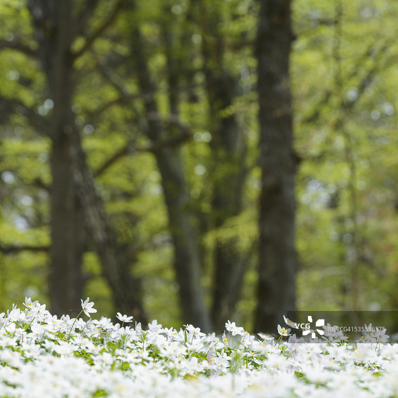 开花的林银莲花，布莱金厄，瑞典图片素材
