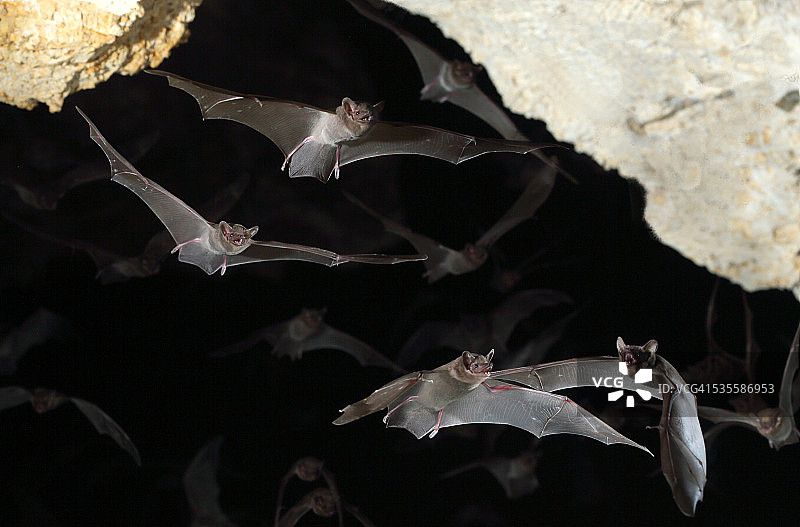 飞翔的蝙蝠图片素材