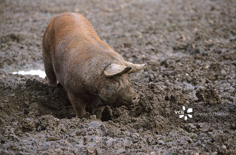 泥地里的猪图片素材